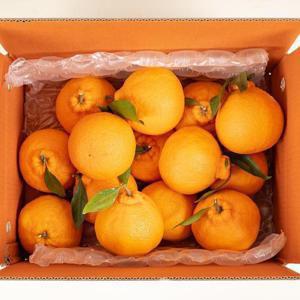 제주 하우스 한라봉 10kg 못난이 실속형 맛있는 한라봉