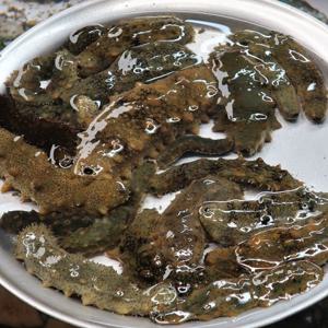 국내산 통영 활 해삼 1kg