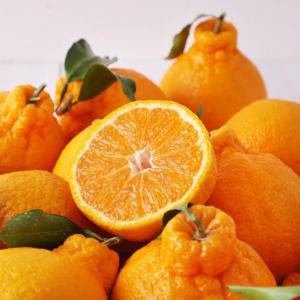 제주 새콤달콤 가정용 한라봉 혼합과 9kg