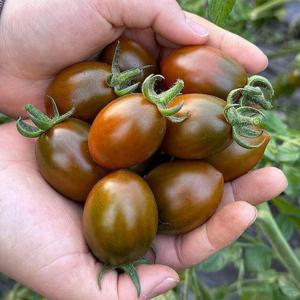 밀양 흑 대추 방울 토마토 1kg 흑방울토마토 흑 대추토마토 흑토마토 까만