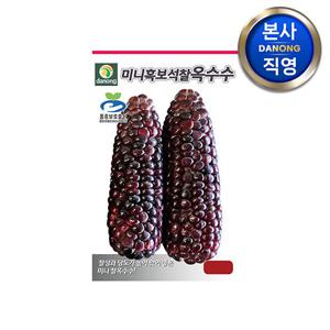 미니 흑보석 찰옥수수 씨앗 2500립 . 중생종 홍색 작은 찰진 옥수수 씨 종자.