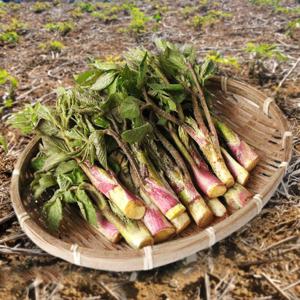 제철 남해 햇 두릅 땅두릅 1kg 장아찌용