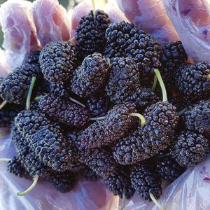 특품 급냉 고창 오디 4kg 햇오디 뽕나무 오디 열매 과상오디 뽕나무열매 냉