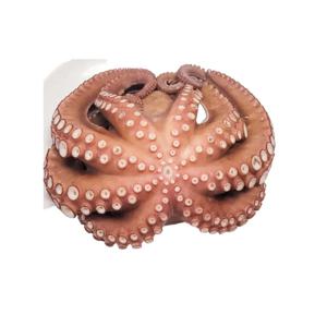 [푸디앤] 활 돌문어 1kg / 당일조업 산지직송