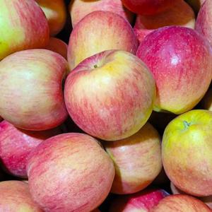 부사 사과(가정용) 2kg 부터 국내산 새콤달콤 제철과일