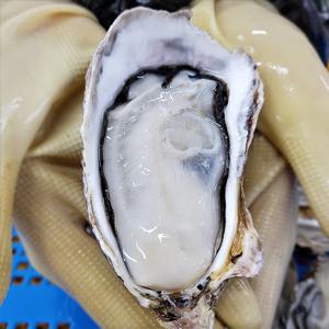 제철 석화 하프셀 굴 1kg, 2kg 선택 / 1kg 기준 26미 내외