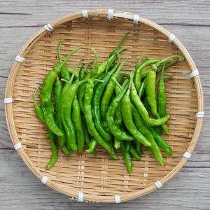 늘바른 국산 친환경 무농약 꽈리고추100g 20봉