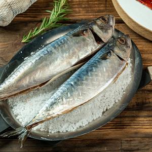 생물 급냉 통고등어 3미, 6미 선택 / 3미 기준 2kg 내외