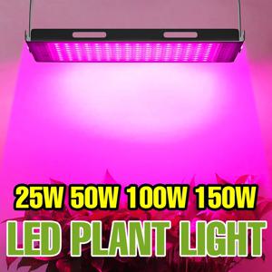 150W 풀 스펙트럼 LED 식물 성장등 실내 수경재배 식물등 온실 텐트 꽃씨 성장 박스 재배 조명