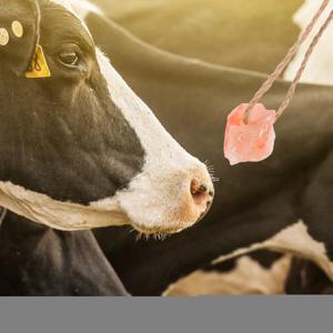 4 Pcs 말 소 사슴 염소 농장 동물 미네랄 보충제 건강 간식 대량을위한 천연 핑크 소금 핥는 블록