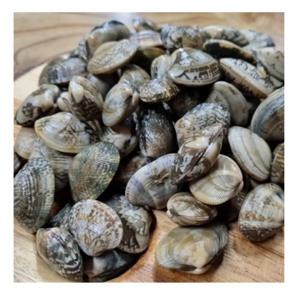 [푸디앤] 활 바지락 1kg(100~150미) / 쫄깃쫄깃하고 감칠맛 제대로