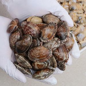 당일채취 남해안 활 왕바지락 1kg (70-90미)