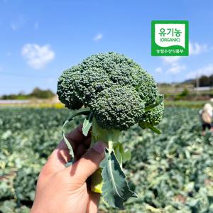 [유기농 인증]제주 모슬포 유기농 햇 브로콜리(개당300g~600g)