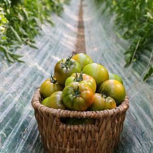 (신선집중) 대저토마토 찰토마토 정품 2.5kg 못난이 혼합과