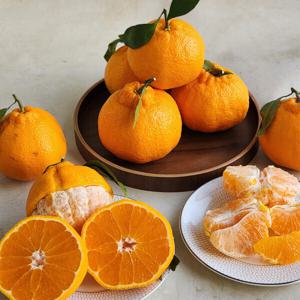 (신선집중) 제주도 노지 한라봉 가정용 2kg 혼합과