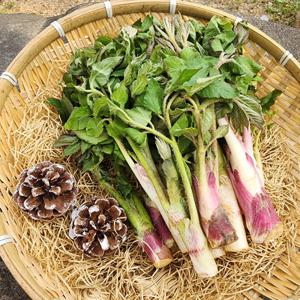 땅두릅 두릅 산나물 봄나물 두룹 남해땅두릅 튀김용 500g / 짱아찌용 특품도 구매 가능