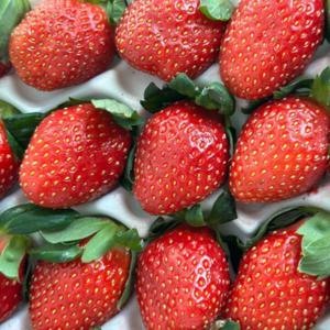 논산 산지직송 제철 프리미엄 새콤달콤 설향 딸기 350g 700g 새콤달콤 논산에서 직접 수확한 딸기 산지직송