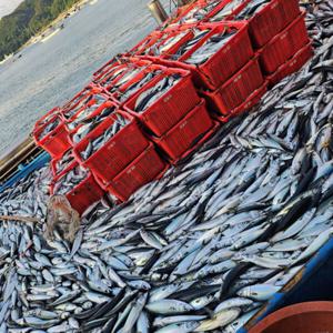 진공 자반 고등어 6미 대짜 / 2세트 이상 구매시 1마리 더 증정