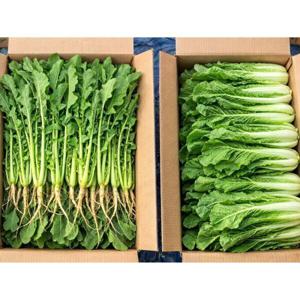 하나의팜 국내산 열무 2kg + 얼갈이배추 2kg 겉절이 김치 세트