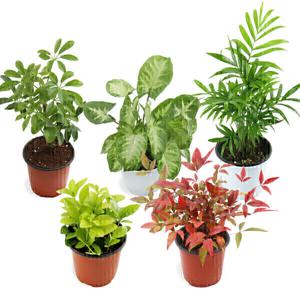 갑조네 공기정화식물 소품 모음전 실내관엽식물 소형 반려식물 부엌 창가 테이블 플랜테리어