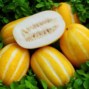 성주참외 가정용 혼합랜덤과 참외 제철 산지직송 1.5kg /무료배송(수량 한정)