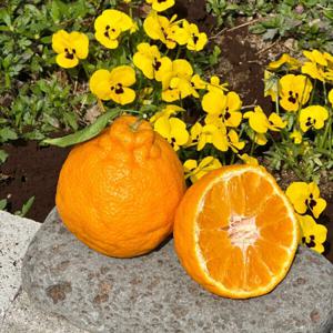 제주 한라봉 가정용 중소과 10kg / (올해 마지막 폭탄세일) / 외관이 좋은 상품이 아닙니다