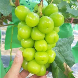 당도보장 고당도 특품 산지직송 샤인머스켓 1kg