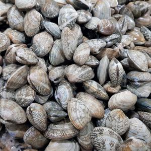 바지락(국내산_고창) 2kg