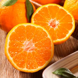 제주직송 과즙가득 한라봉 10kg 가정용 혼합과 끝장세일