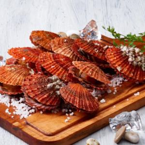 시원농수산 제철 비단가리비 1kg 조개구이 당일조업