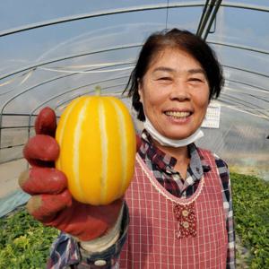 성주참외 정품 가정용참외 못난이 농장 꼬마 참외 제철 5kg 로얄과