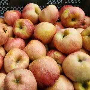 국내산 가정용 사과 못난이사과 흠집사과 실속과 가성비사과 주스용 사과 가정과일 3kg 5kg 10kg
