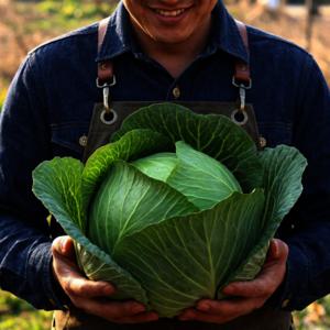 양배추 국내산 제주도산 5kg 내외 4~6통 겉껍질 제거해서 드립니다.