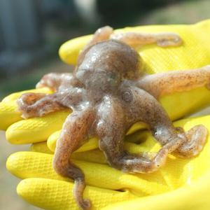 알베기 활 쭈꾸미 전남 고흥 1kg (5-8미내외) / 알 70%  / 암수 5대5비율