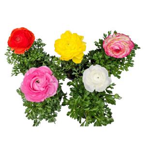 무료배송300겹 꽃잎 라넌큘러스 모종 1+1 +1화분 인테리어 식물 1+1+1이름표와 알갱이 영양제