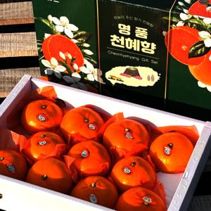 고당도 제주 천혜향 가정용 선물용