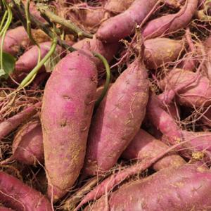 해남 베니하루카 꿀고구마 한입 2kg