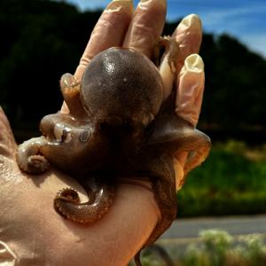 국내산 서해 활 주꾸미 1kg 봄주꾸미 알배기 랜덤