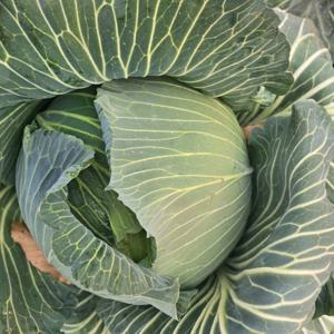 국내산 껍질없는 깨끗한 양배추 2kg