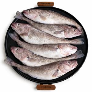 국내산 생물 대구 1kg + 1kg 대구탕 알곤이 랜덤