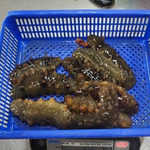 해삼 활해삼 참해삼 (횟감용) 500g(2~6미) / 남해안 자연산 해녀채취