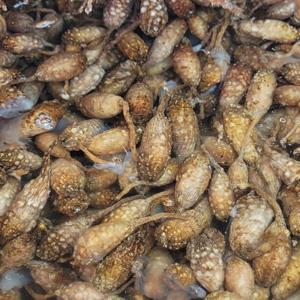 산지직송 생물 오만둥이 3kg