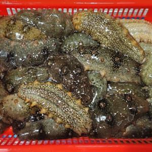 국내산 제철 자연산 활 해삼 500g