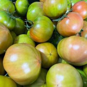 부산 대저토마토 2.5kg 대과(L) 단맛신맛짠맛 부산명물 농가 산지직송