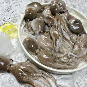 산지직송 국내산 제철 알배기 활쭈꾸미 1kg 7-12미 암수혼합