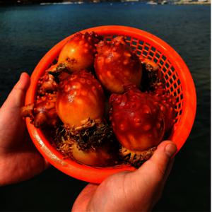 국내산  당일 작업 통영 제철 특품 활멍게 2kg (12-20미내외) 봄 활멍게