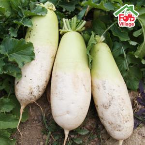 푸드빌리지 아삭아삭 시원한 햇 무 무우 제주 월동무 세척무 3kg / 7kg