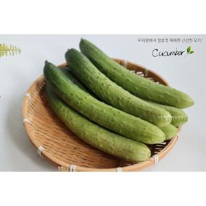 백다다기오이 5kg 20-25개