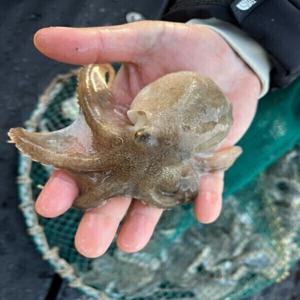 국내산 생물 활 쭈꾸미 1kg (5~13미) 제철 봄 주꾸미 산지직송 기력보충 샤브샤브 당일조업 알배기 랜덤