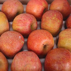 (신선집중) 경북 부사사과 4kg 중소과(19-24과 내외) 가정용사과 (스타배송)